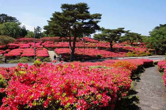 小室山公園 小室山公園体育施設 公財 伊東市振興公社